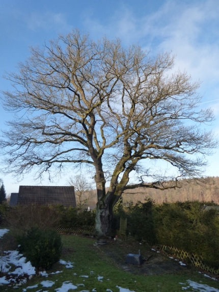 Bild 2 von Eiche im Wohnpark